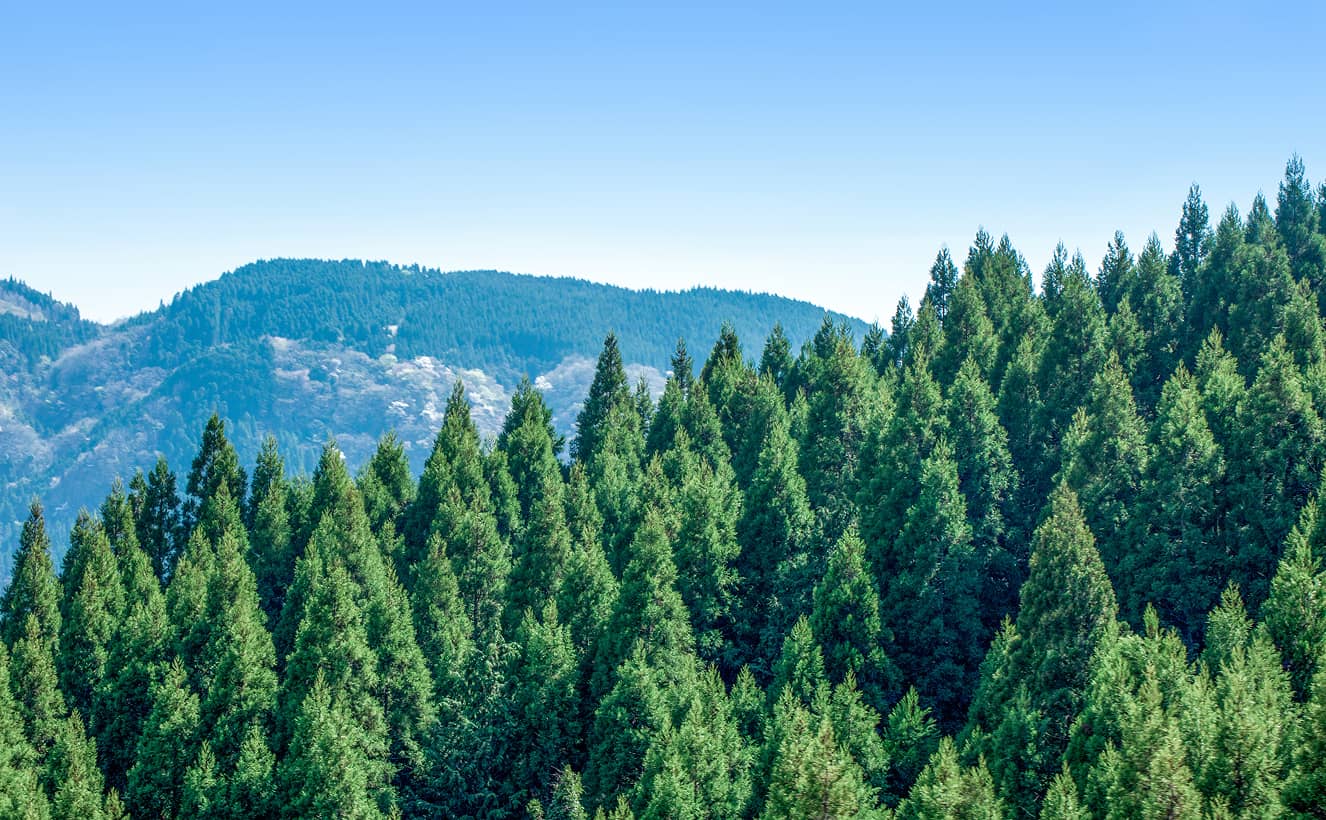 カーボンニュートラルな社会への挑戦