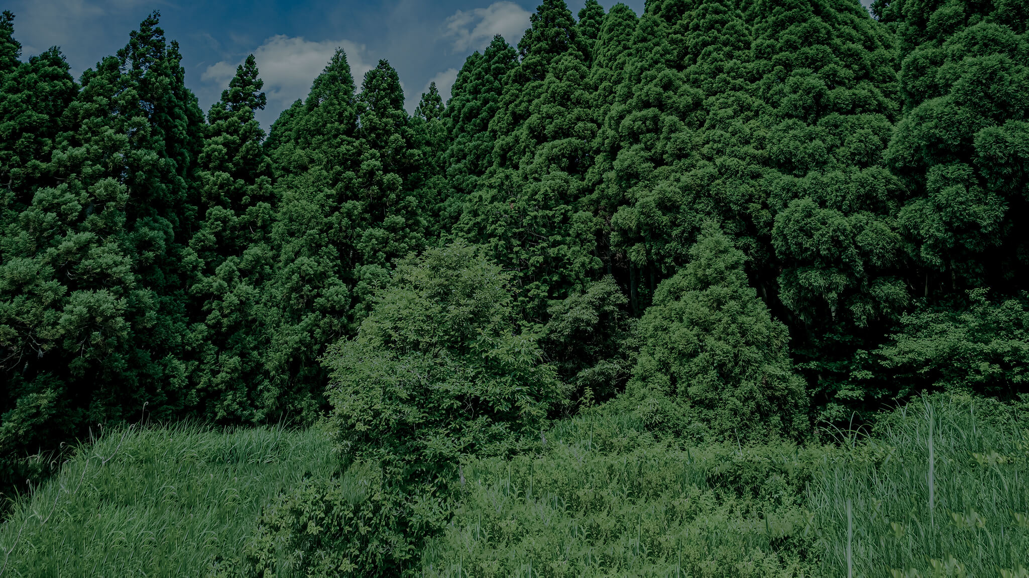 メインイメージ