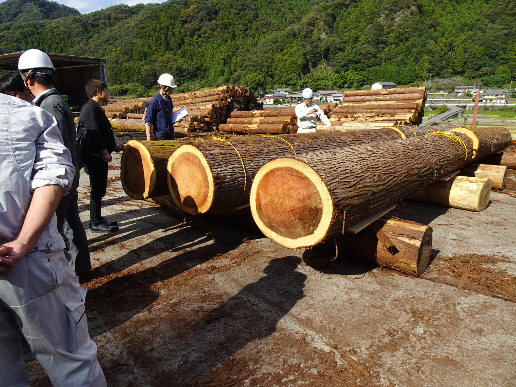 某施設　杉四つ割